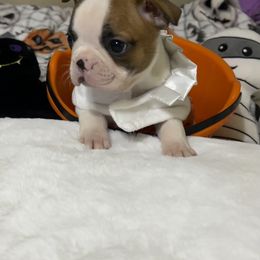 Boston Terrier and French Bulldog Puppies from Angie's Little Bostons And Frenchies