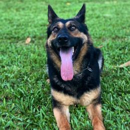 Belgian Malinois and German Shepherds from vd Hunde der neuen Äre