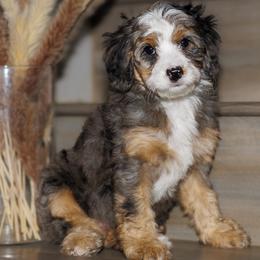 The Queen. Sandra - Merle female Bernedoodle puppy in Gilbert, Arizona from Safe Havynn Doodles