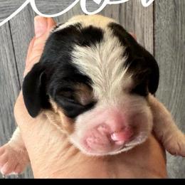 Blue Boy - Black white and tan male Beagle puppy in Viper, Kentucky from Mountain Top