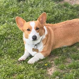 Gracie - Pembroke Welsh Corgi
