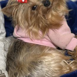 Yorkshire Terriers from Lovely Yorkies Colorado