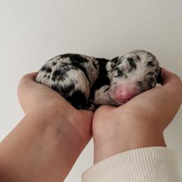 Quincy - Blue merle male Sheepadoodle puppy in Wabash, Indiana from DOODCompany