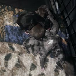 Lilly - Black tri female Miniature Australian Shepherd puppy in Reidsville, North Carolina from Cherry Grove Kennel