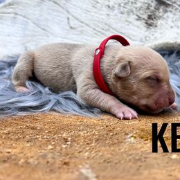 Boy 2 - Fawn American Bully puppy in Eagle River, Alaska from 49th State Kennels