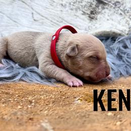 Boy 2 - Fawn American Bully puppy in Eagle River, Alaska from 49th State Kennels