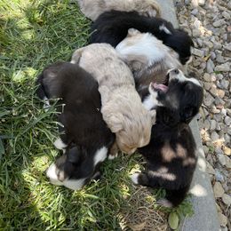 Australian Shepherd, Miniature American Shepherd, Miniature Australian Shepherd, and Toy Australian Shepherd Puppies from Painted Blue Aussies
