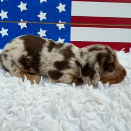 Slinky - Dapple male Dachshund puppy in Colbert, Oklahoma from Brooke Crenshaw