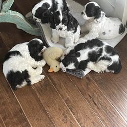 Cocker Spaniel Puppies from Eastwood Cockers