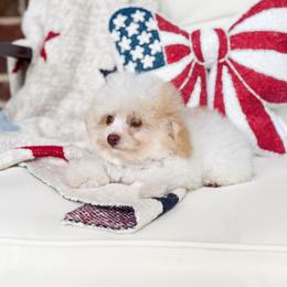 Chips - Parti male Poodle puppy in Graham, North Carolina from Cyndi’s Poodles
