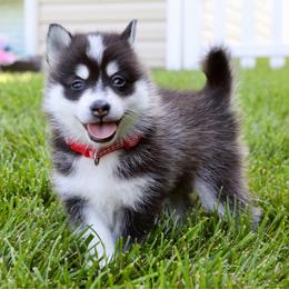 Red Collar - Black and white male Pomsky puppy in St. Peters, Missouri from Saint Peters Pomskies