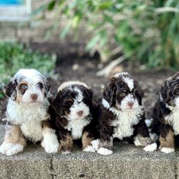 Bernedoodle puppies from Berns & Doodles