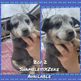 Boy 2 - Blue male Australian Cattle Dog puppy in Bradford, Arkansas from Cedar Rock Heelers and Kelpies