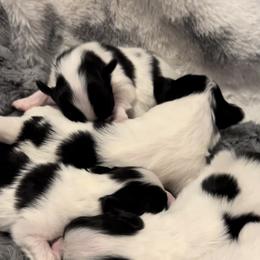 Papillon Puppies from Southern Sweet Papillons