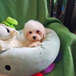 Cookie - White and buff female Bichon Frise puppy in Chatham, Illinois from Bichon Frise Partnership