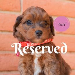 Aussiedoodle and Goldendoodle Puppies from Ever After Doodles Arizona
