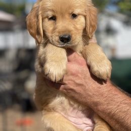 Pink Collar female - Golden female Golden Retriever puppy in Yucaipa, California from Blessed Goldens