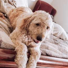 Goldendoodles from Ridgeview Doodles