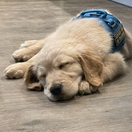 Valor - Golden Golden Retriever puppy in Wichita Falls, Texas from Texas Gold Rush