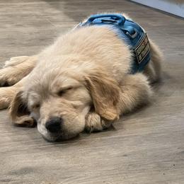 Valor - Golden Golden Retriever puppy in Wichita Falls, Texas from Texas Gold Rush