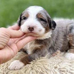 Mocha (blue collar) - Blue merle male Bernedoodle puppy in Colorado Springs, Colorado from Mercy Mountain Bernedoodles