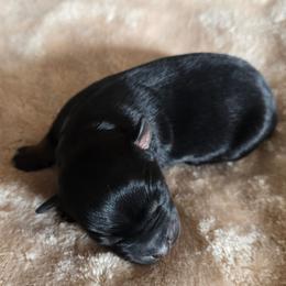 Spark Plug - Black tri male Miniature Australian Shepherd puppy in Paris, Texas from Blue Envy Mini Aussies
