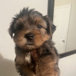 Charlie Brown - Merle male Yorkipoo puppy in Shelby, North Carolina from Precious pups dynasty kennel