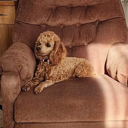 Mara - Poodle