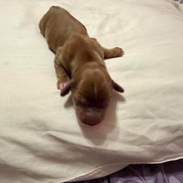 Girl 1 - Dapple female Dachshund puppy in Surprise, Arizona from Mighty Little Dachshunds