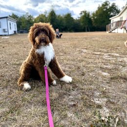 Fudge - Brown and white male Sheepadoodle puppy in Youngstown, Florida from Wonderland’s Boujie Kennels