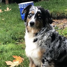 Australian Shepherds from Delaney's Australian Shepherds