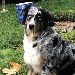 Australian Shepherds from Delaney's Australian Shepherds