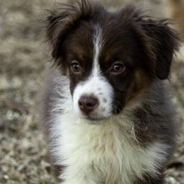 Bloke - Red tri male Toy Australian Shepherd puppy in Franklinville, North Carolina from Fine Hill Miniature Americans