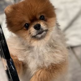 Wicket - Pomeranian