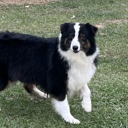 Billy Jean - Australian Shepherd