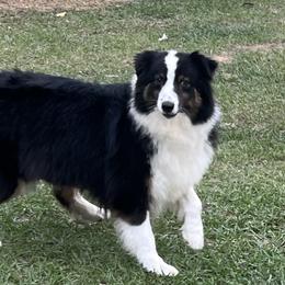 Billy Jean - Australian Shepherd