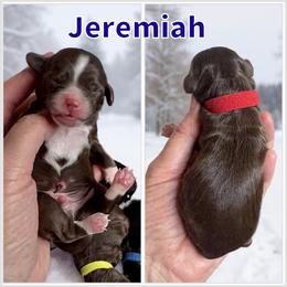 Jeremiah - Brown and white male Bernedoodle puppy in Banner Elk, North Carolina from Walnut Tree Bernedoodles
