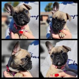French Bulldog Puppies from Danielle's Frenchies