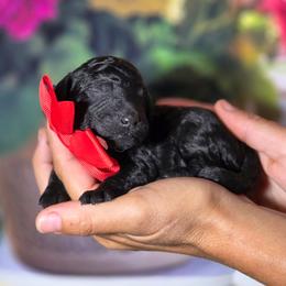Tomato - Black male Poodle puppy in Springfield, Oregon from Valaurah Farms