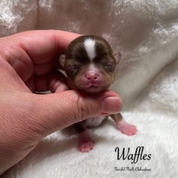 Waffles - Chocolate and tan male Chihuahua puppy in Michigan from Fanciful Thrills Kennel