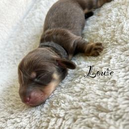 Louie - Chocolate and cream male Dachshund puppy in Gray, Louisiana from EB's Cajun Lil' Doxies
