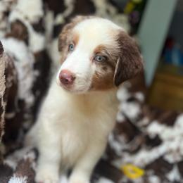 Cherry Slush - Red merle male Australian Shepherd puppy in Wayne, West Virginia from Creek Side Aussies & Doodles