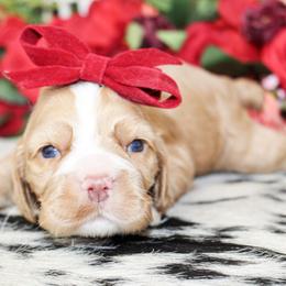 Luna - Red female Cocker Spaniel puppy in Rattan, Oklahoma from Double M Cocker Spaniels