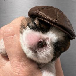 Jagger - Red and white male Shih Tzu puppy in Dallas, Texas from Heart and Soul Shih Tzu