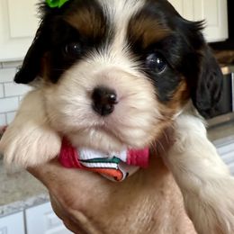 Cavalier King Charles Spaniel Puppies from Reynolds Farms Cavaliers