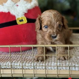 Star- black collar female - Red female Cavapoo puppy in Yuciapa, California from AlltheDoodlez_