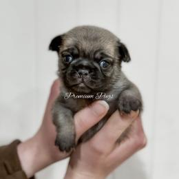 Sophie - Fawn female Pug puppy in Shady Hills, Florida from Premium Pugs