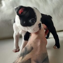 Boston Terrier Puppies from Little Daemons Boston Terriers
