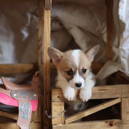 Girl 1 - Pembroke Welsh Corgi puppy in Karnack, Texas from Sureshot Corgis