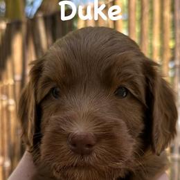 Duke - Caramel red male Australian Labradoodle puppy in Riverside, California from Sycamore Canyon Labradoodle